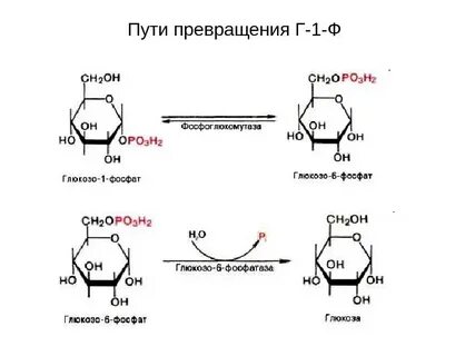 Г г биохимия