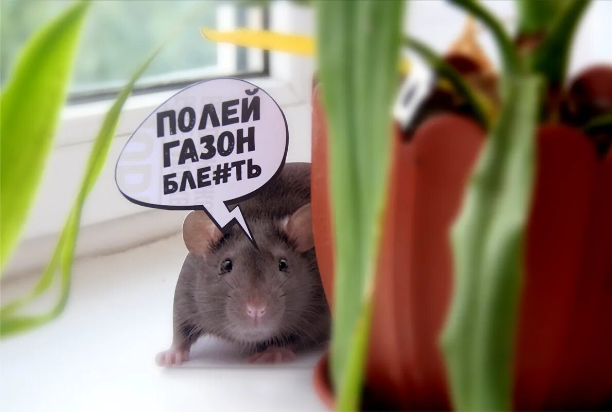 Мышь написала