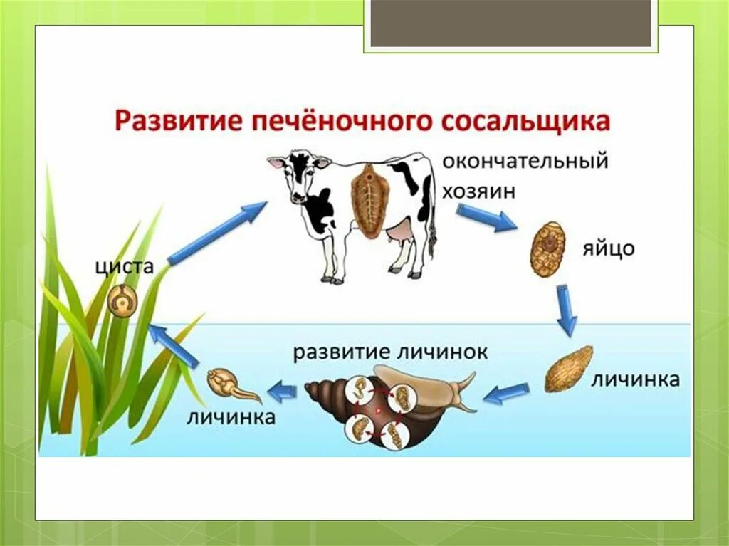 Стадии развития печеночного сосальщика начиная. Циклы развития паразитических плоских червей. Цикл развития паразитических червей схема. Жизненный цикл паразитические черви 7 класс. Печеночный сосальщик жизненный жизненный цикл.