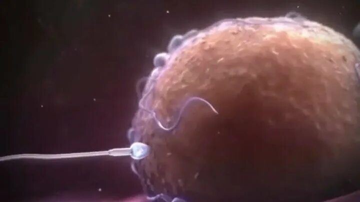 После оплодотворения яйцеклетки и первых делений. Оплодотворение женщины. Сперматозоид оплодотворение. Оплодотворенная яйцеклетка. Сперматозоид и яйцеклетка.