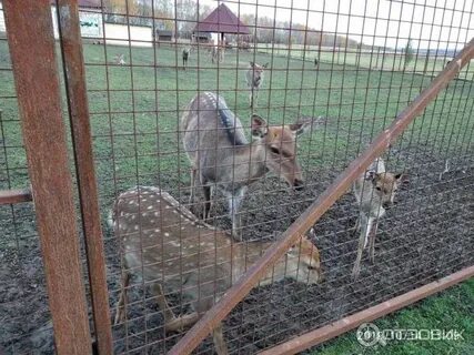 Ферма шихово