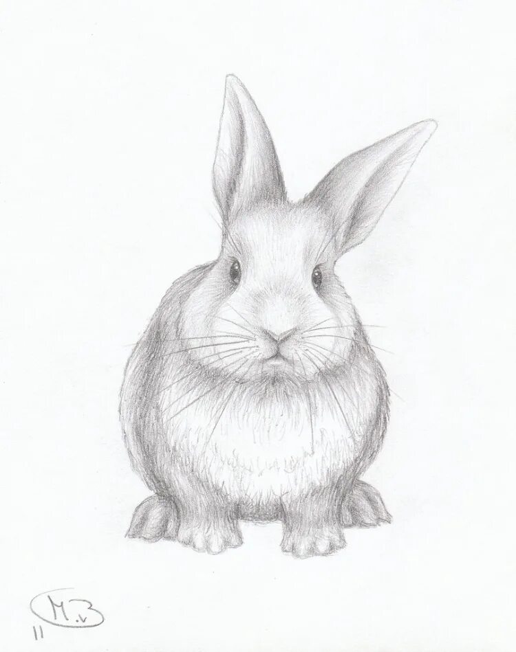 Нарисовать кролика карандашом. Кролик рисунок. Кролик рисунок карандашом. Кролик для срисовки. Кролик набросок.