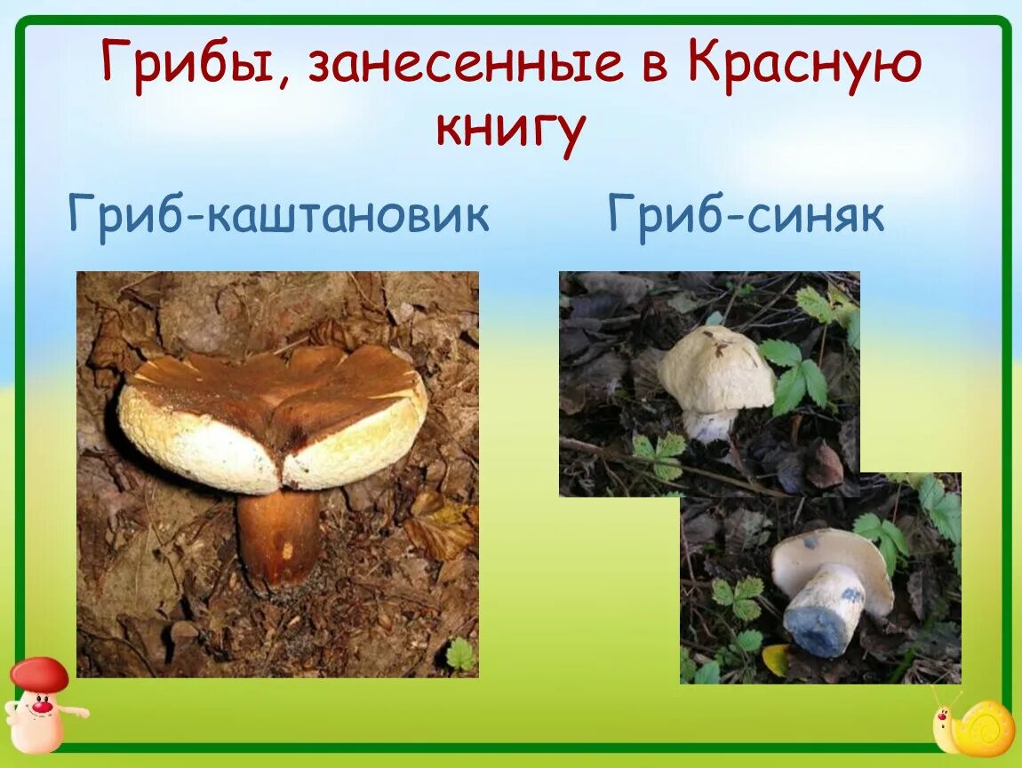 Какие грибы занесены в красную фото Грибы включенные в красную книгу