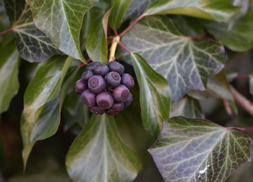Плоды плюща. Плющ обыкновенный плоды. Плющ вечнозеленый (hedera). Плоды плюща хедера. Плющ колхидский.