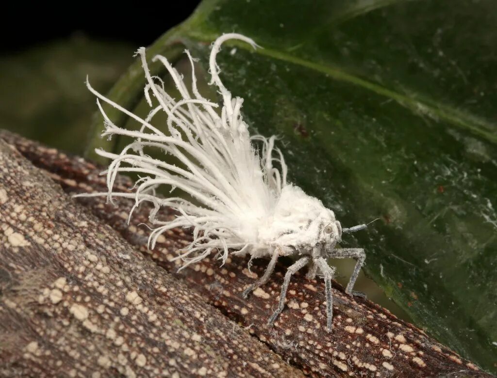 Нимфа это у насекомых. Flatid planthopper. flatidae нимфа. нимфы planthopper. насекомое flatid planthopper nymph.