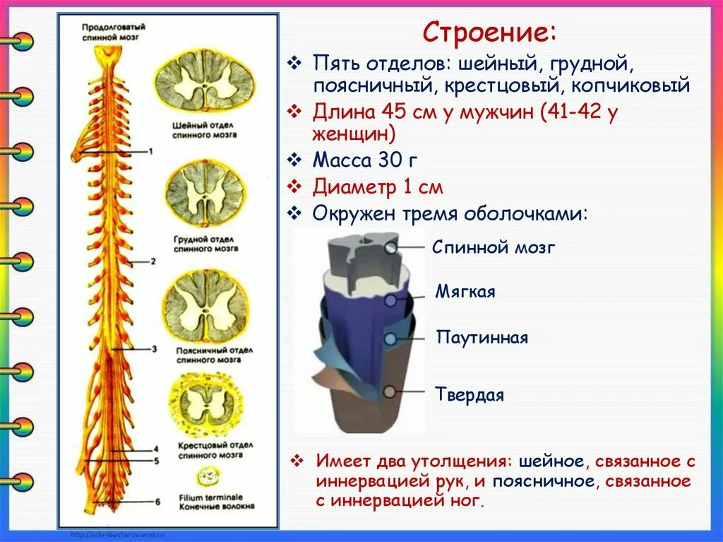 Биология 8 строение нервной системы спинной мозг. Строение и функции спинного мозга 8 класс биология. Строение спинного мозга 8 класс биология Пасечник. Строение спинного мозга 8 класс биология. Строение и функции спинного мозга 8 класс.