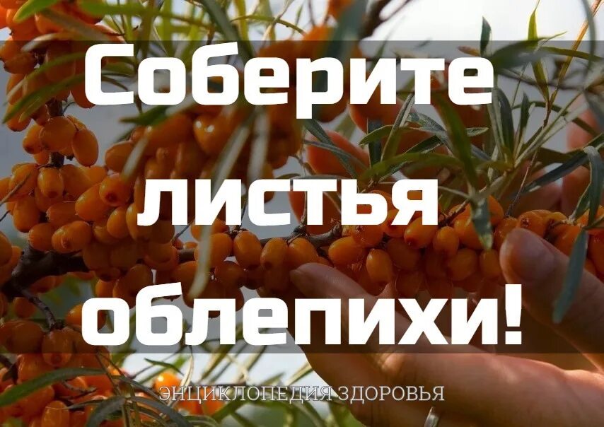 На рисунке изображены облепиха и дуб. Облепиха (лист). Лист облепихи МК. Облепиха с круглыми листочками. Листья облепихи чай.