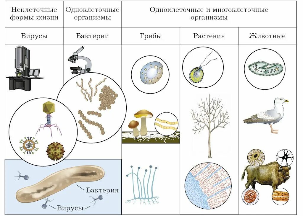Покрытосеменные одноклеточные. Строение клетки растения животного гриба и бактерии. Строение клеток грибов и бактерий. Строение клетки растения животного и гриба. Строение клеток растений животных грибов и бактерий.