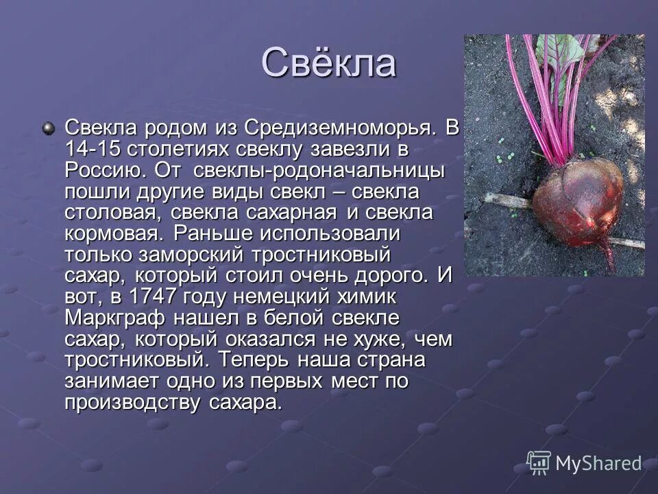 Свекла относится к группе. Информация о свекле. Сообщение о свекле. Свекла для презентации. Доклад свекла.