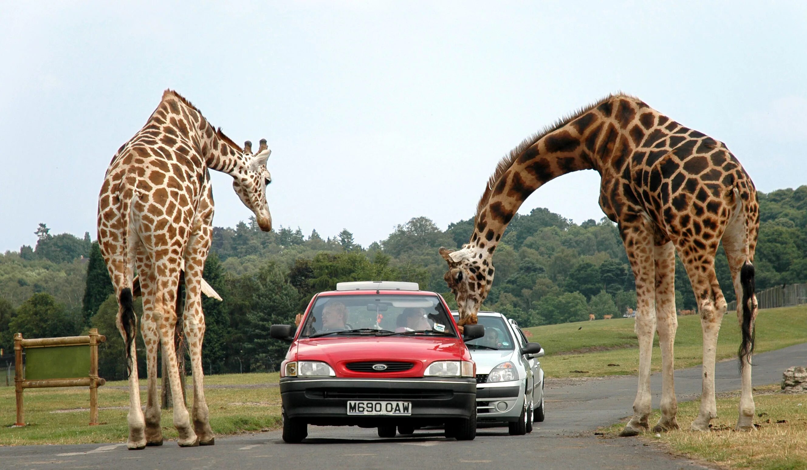 Я вижу твоего жирафа. Safari Park West Midlands. Сафари парк Дубай. Жираф и человек. Фото жирафа.