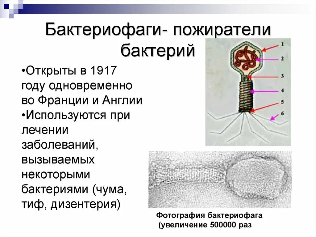 2 вирусы бактерий бактериофаги. Бактериофаги пожиратели бактерий. бактериофаг вирус бактерий. строение бактериофага микробиология. строение бактерии бактериофаг.