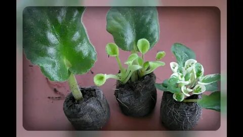 Фиалка комнатная лист