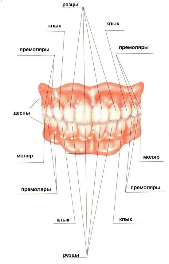 Клык сверху зубов. Резцы и клыки анатомия. Фронтальное расположение зубов.