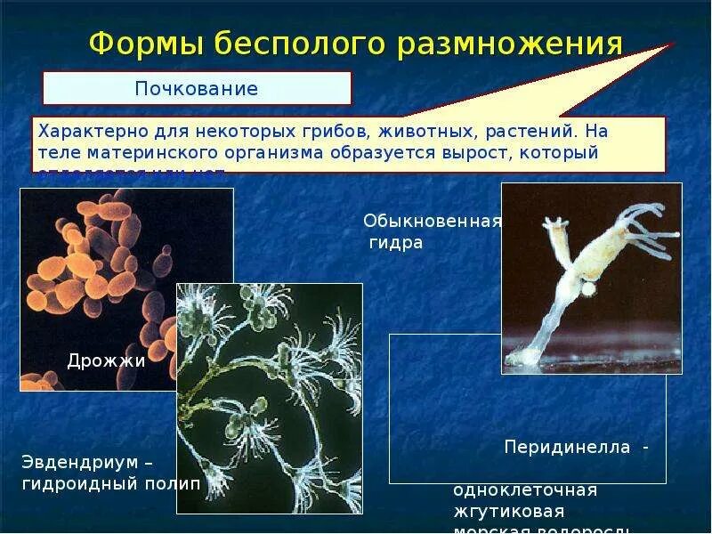 Размножение почкованием характерно для. Бесполое размножение. Формы бесполого размножения. Формы без полого размножения.