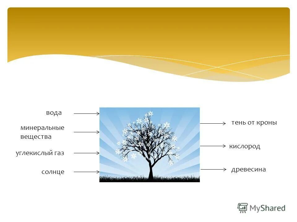 схема процесса фотосинтеза. вода и минеральные вещества. система дерева. вода минеральные вещества углекислый газ. кислород и фотосинтез растений 6 класс биология.