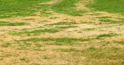 Grass covered