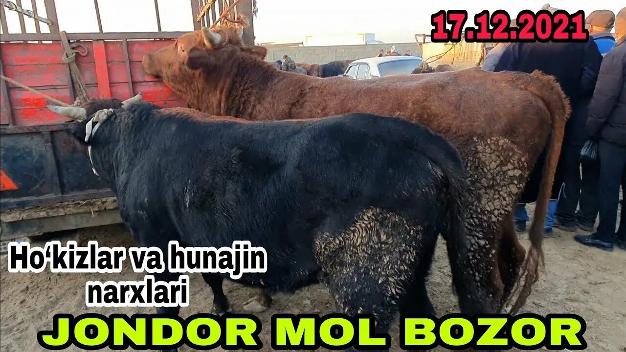 Mol hunajin. Qoramollar zotlari. Hokizlar narxi. Xonqa Molbozor. 13 декабря 2021 г