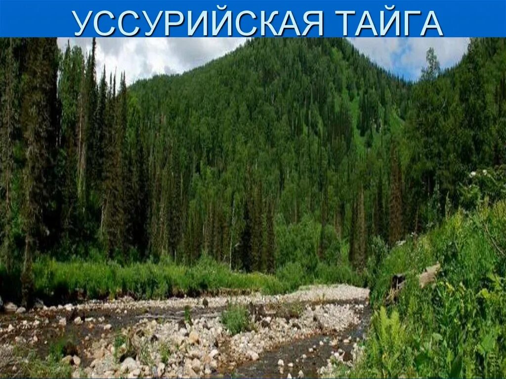 Уссурийский заповедник приморский край. Дальний восток уссурийская тайга. Уссурийский мир. Животные и растения охраняемые в уссурийском заповеднике. Уссурийская тайга.