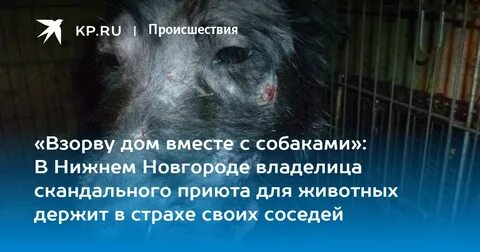 Приют тузик
