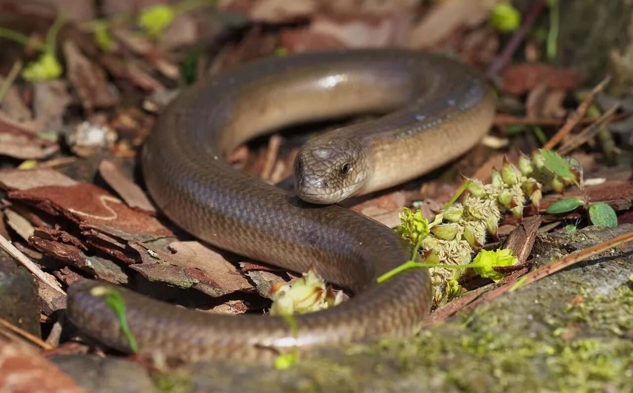 Веретеница ломкая ящерица. У какой ящерицы нет ног. Желтобрюхий сцинк. Безногая ящерица веретеница. Безногая ящерица веретеница.