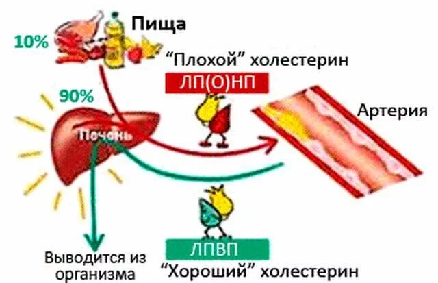 Не лпвп. Плохой и хороший холестерин. Что такое хороший холестерин и плохой холестерин. Холестерин инфографика. Хороший и плохой холестерин что это такое в крови.