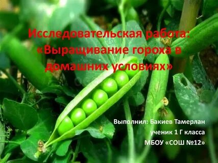 Проект горох