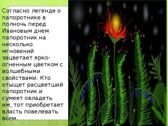 Легенда отпапоротнике. Легенда о папоротнике. Папоротник мифы и легенды. Легенда о папоротнике на ивана купала. Предание о папоротнике.