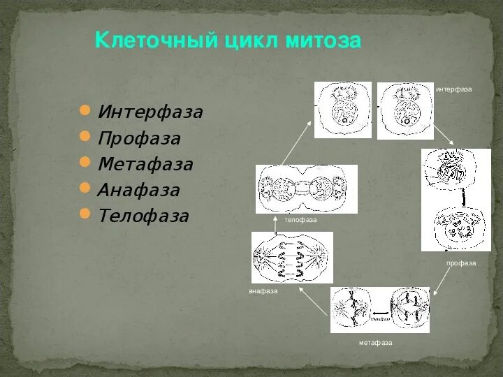 Какие процессы происходят в интерфазе митоза. Какие процессы происходят в интерфазе митоза