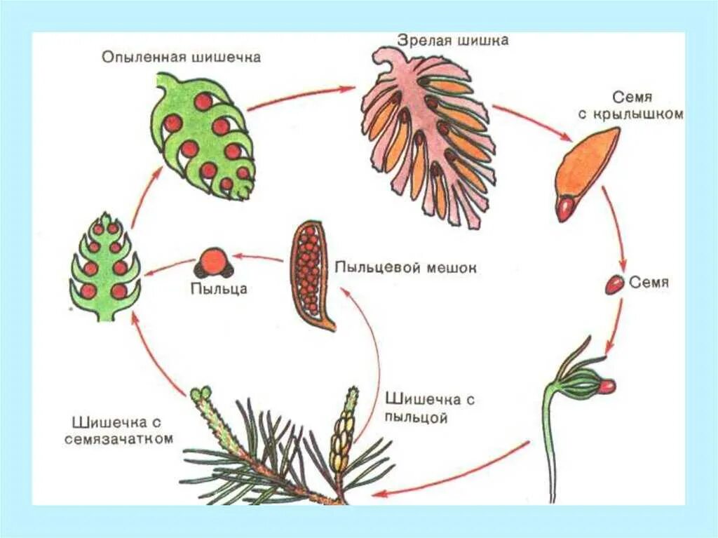 Размножение голосеменных схема. Развитие голосеменных растений схема. Цикл размножения сосны обыкновенной. Размножение сосны обыкновенной схема. Гаметофит семенных