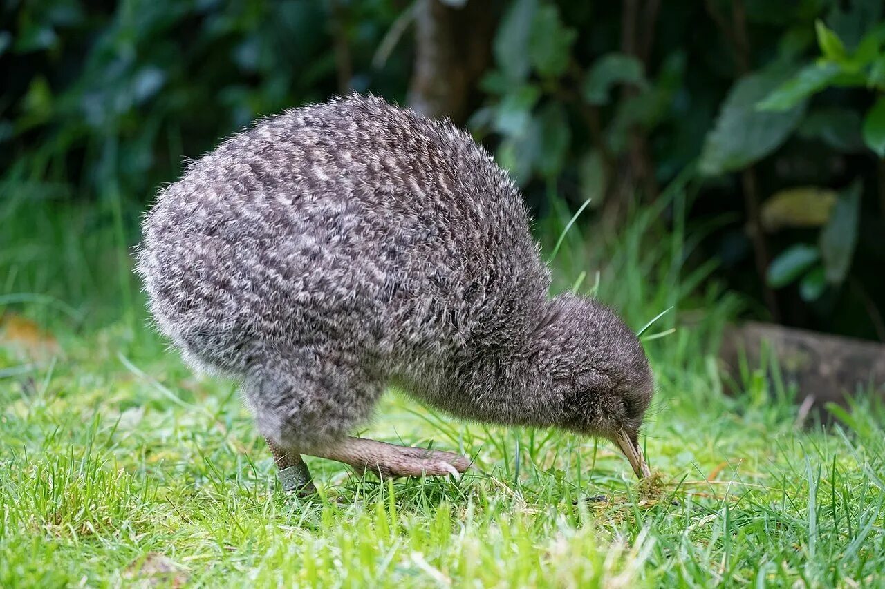 Нелетающая птица 4. Казуар глаза. Нелетающая птица 4. Северный бурый киви. Птица киви с яйцом.