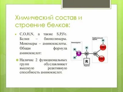 Белки строение химические свойства