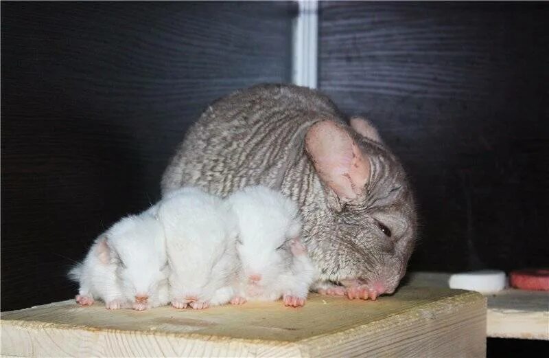 Срок беременности у шиншилл. Как понять что шиншилла беременна. Соски беременной шиншиллы. Срок беременности у шиншилл. Как понять что шиншилла беременна.