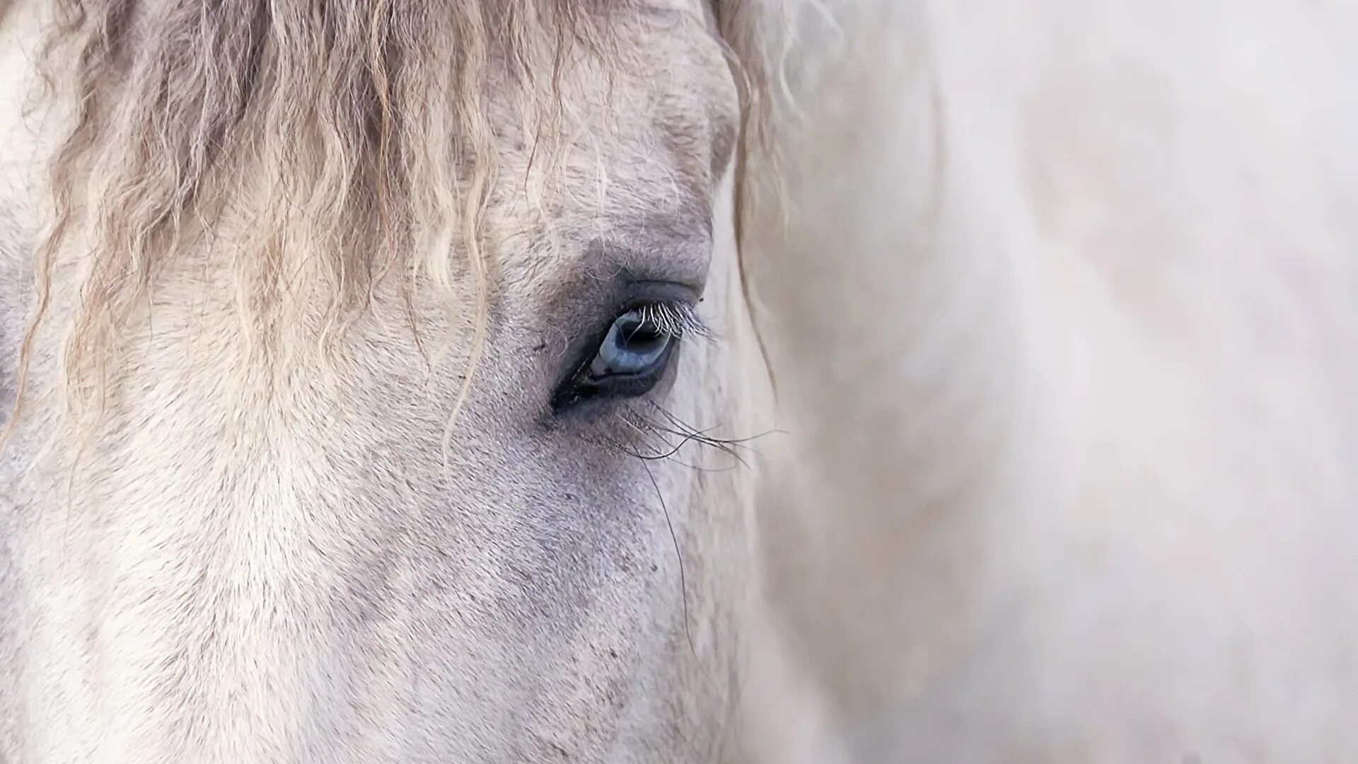 лошади на рабочий стол. коричневый конь. картинки лошадей. кони крупным планом. лошадь крупным планом.