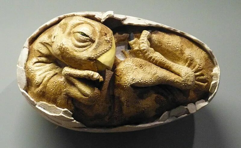 Fossil egg