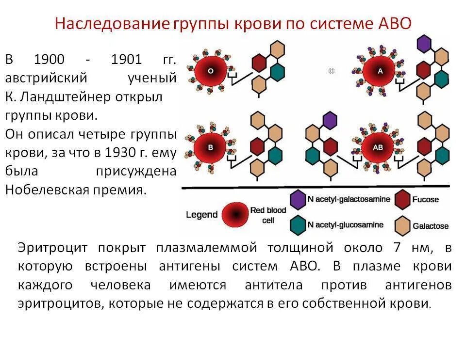 Наследование групп крови по системе АВО. Наследование групп крови системы ав0 и резус-фактора. Строение эритроцитарных антигенов. Механизмы наследования групп крови системы АВО. Отличия групп крови имеющихся у человека