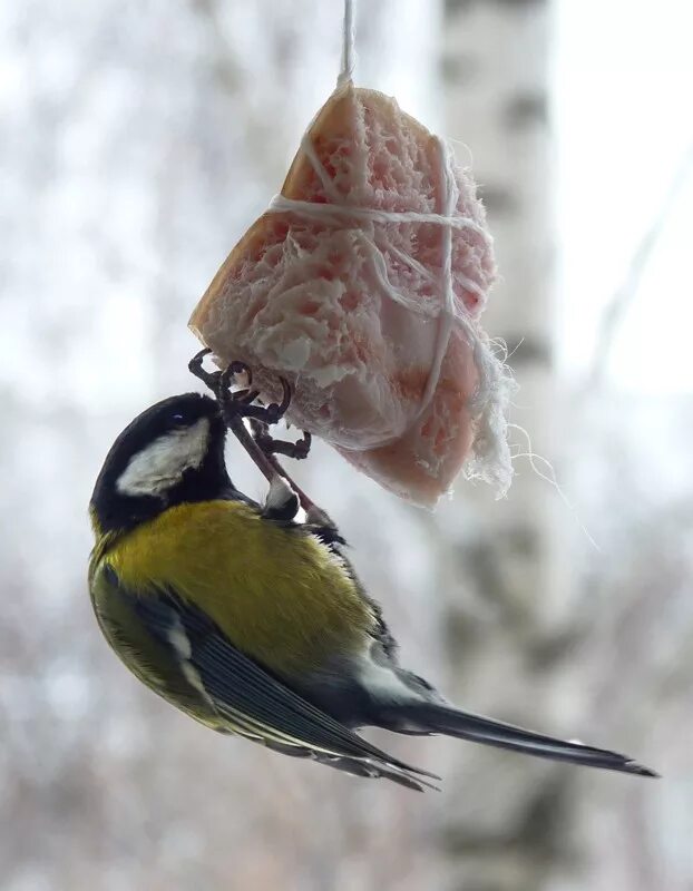 как прикрепить сало для синичек. сало для синиц. несоленое сало для синичек. как прикрепить сало для синичек. сало для синичек.
