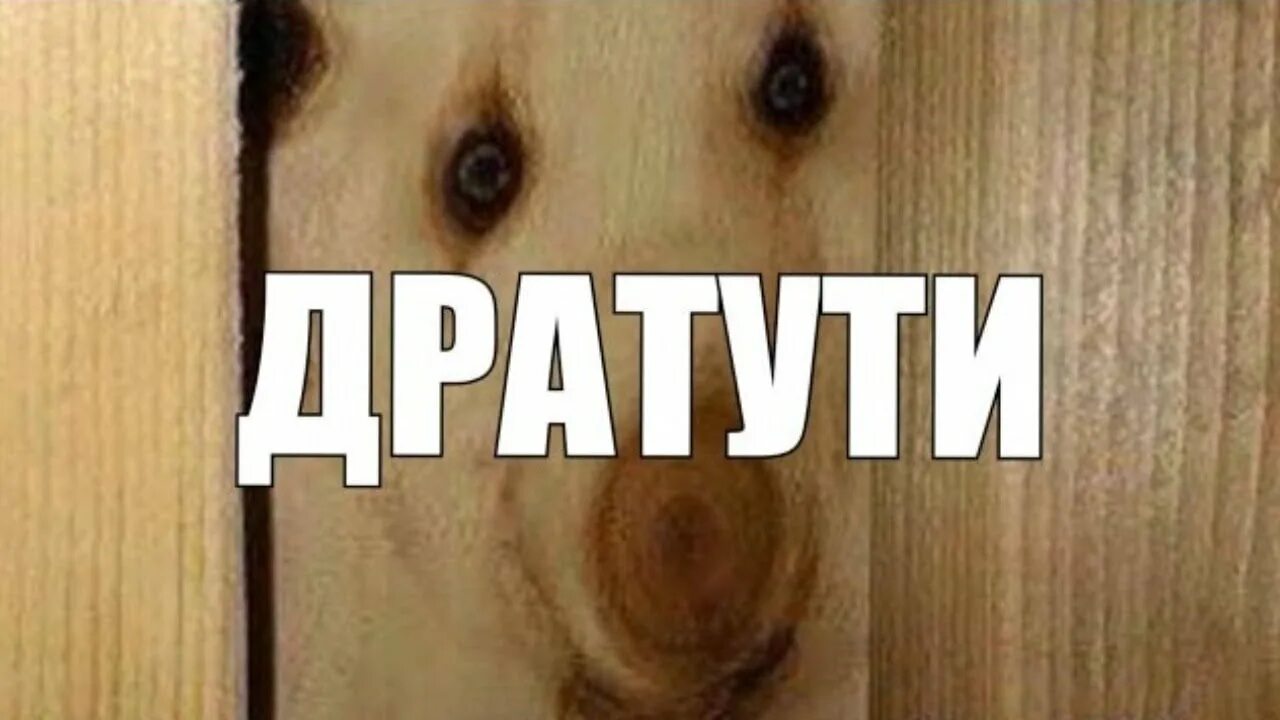 Собака дратути. Дратути картинки. Фанера дратути. Открытка дратути. Дратути мем