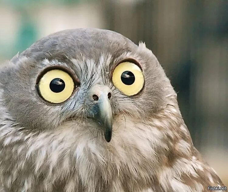 удивленный взгляд совы. сова удивлена. удивленная сова. удивленная сова. сова удивлена.
