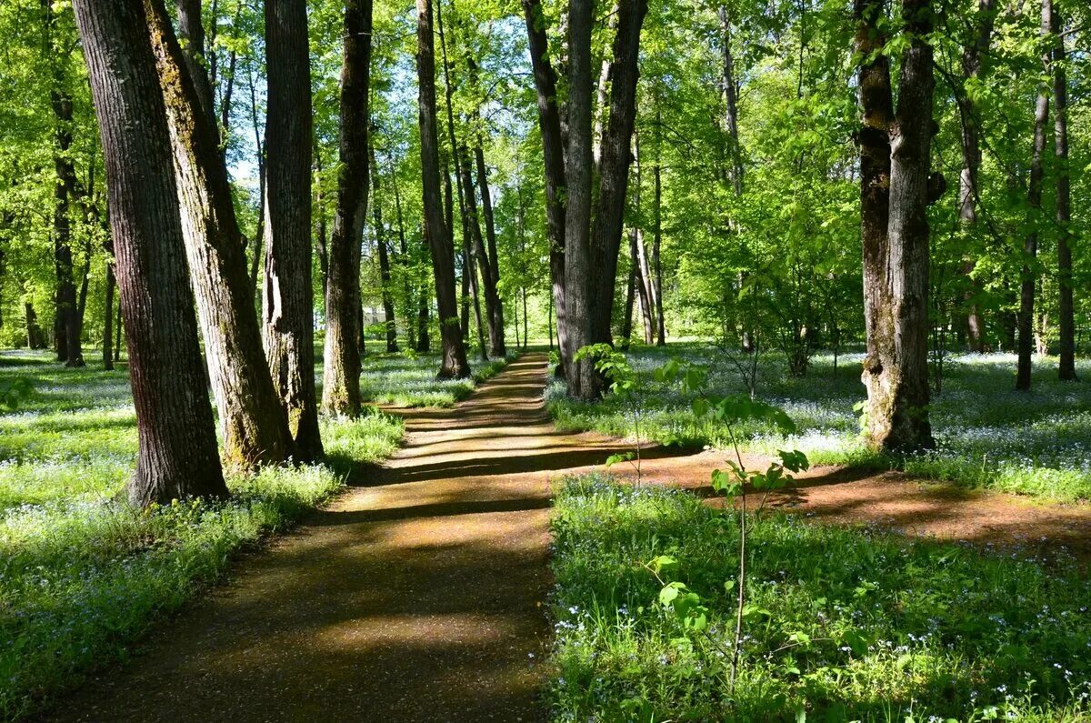 Спасское-лутовиново усадьба тургенева парк. Спасское-лутовиново усадьба пруд. Усадьба спасское лутовиново осенью. Пруд в спасском-лутовиново. Пруд в спасском-лутовиново.
