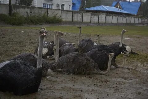 Страусиная ферма барнаул
