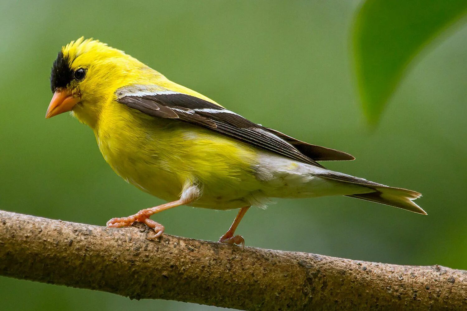 American Goldfinch птица. Жёлтый американский щегол. Золотистый щегол. Желтый щегол птица. Птица с желтым оперением