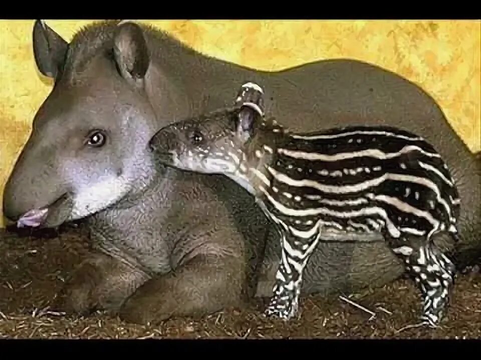Happy World Tapir Day! Celebrate with One of the Cutest New Additions to the Tap