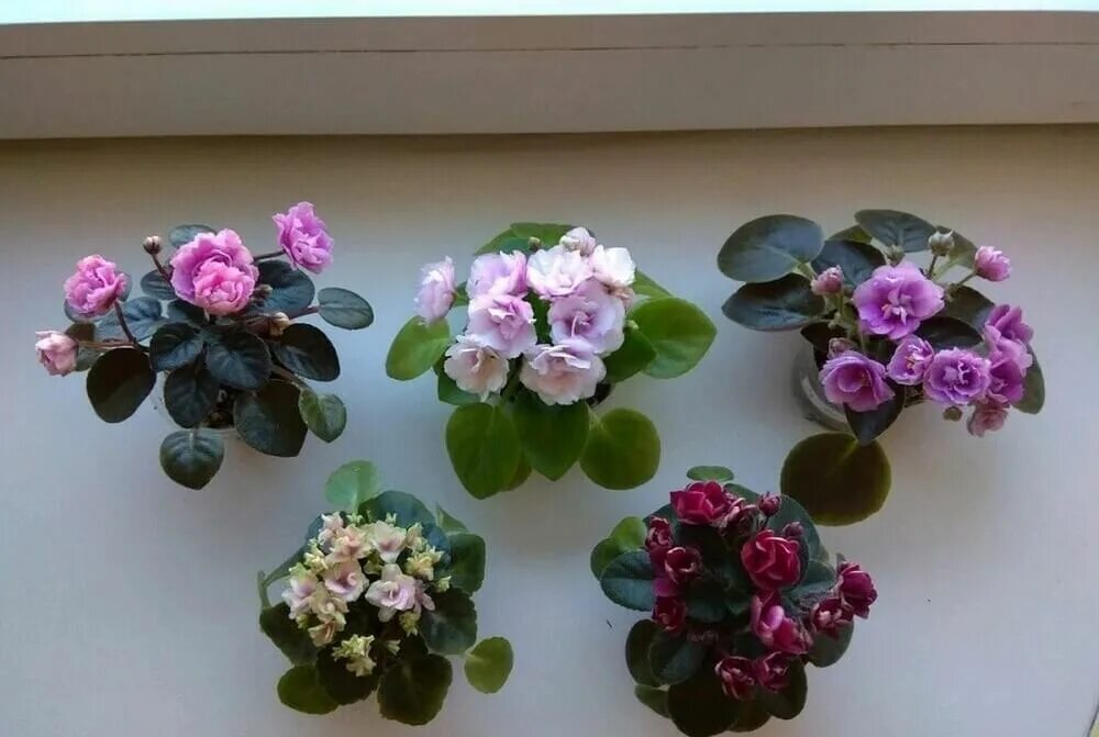 Фиалка джунгарик. Миниатюрные фиалки. Фиалки полумини сорта. Фиалка saintpaulia. Фиалка merrilee.