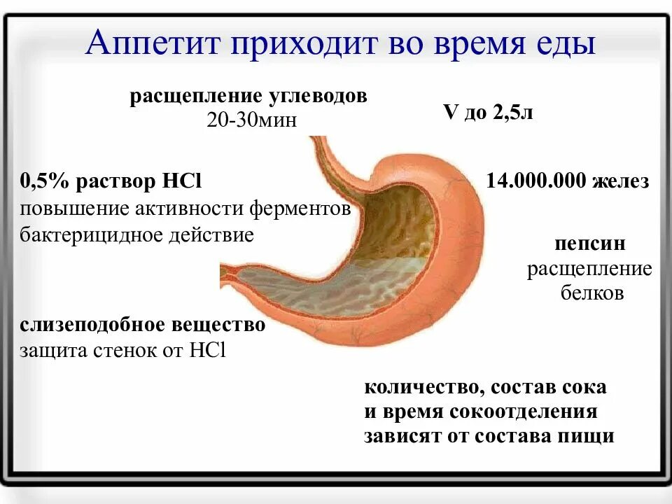 Расщепление белков пепсином расщепление углеводов