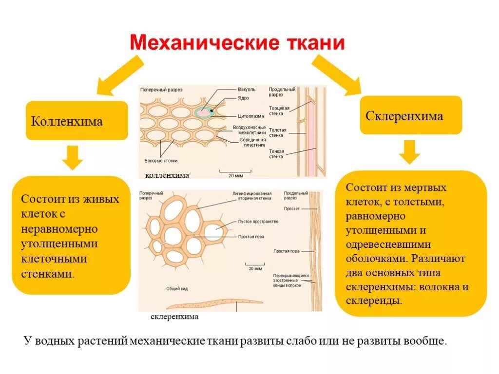 Образована живыми или мертвыми клетками. Механическая ткань растений склеренхима волокна. Механическая ткань растений колленхима и склеренхима склереиды. Механические ткани колленхима склеренхима склереиды таблица. Механическая ткань склереиды.