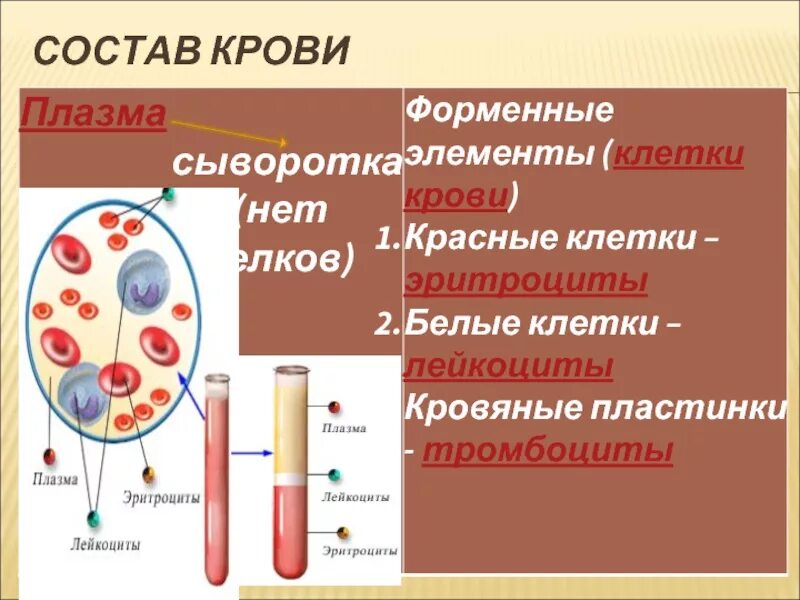 В состав плазмы крови входят белки. Состав крови плазма состав плазмы. Состав плазмы и сыворотки крови. Плазма и форменные элементы крови. Плазма сыворотка форменные элементы крови.