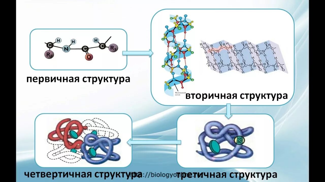 Белки 11 класс биология. Структура белка химия. Структура белков ЕГЭ биология. Структуры белка. Строение белков.