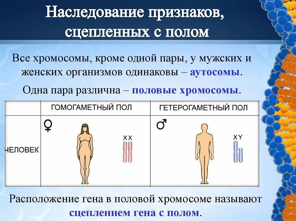 Все хромосомы кроме половых. Особенности мужского и женского организма. Признаки сцепленные с половыми хромосомами. Мужской и женский организм. Особенности женского организма.