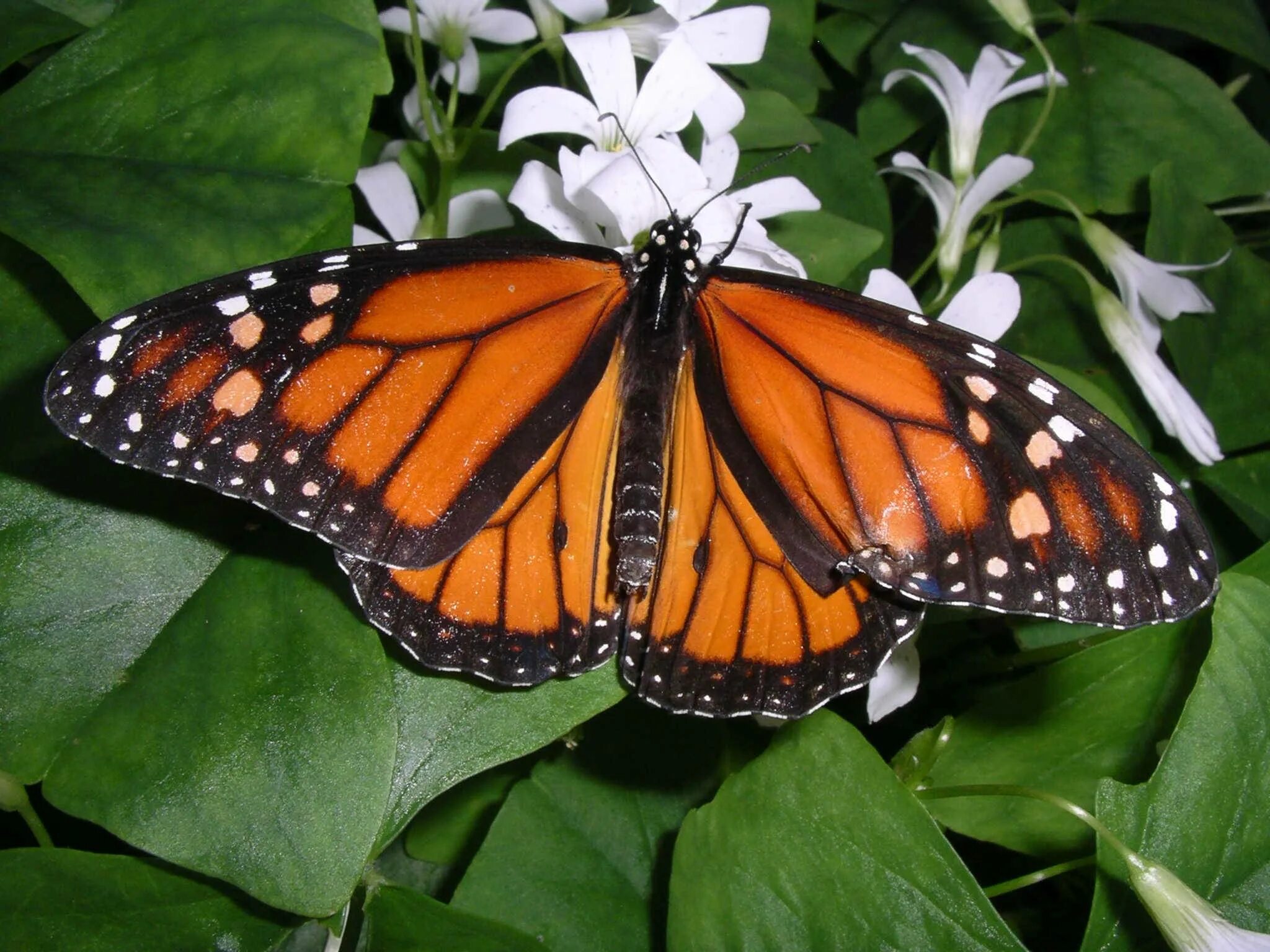 Название самых красивых бабочек. Бабочка Данаида Монарх (Danaus plexippus). Danaus plexippus куколка. Phyllodes Imperialis бабочка. Phyllodes Imperialis гусеница.