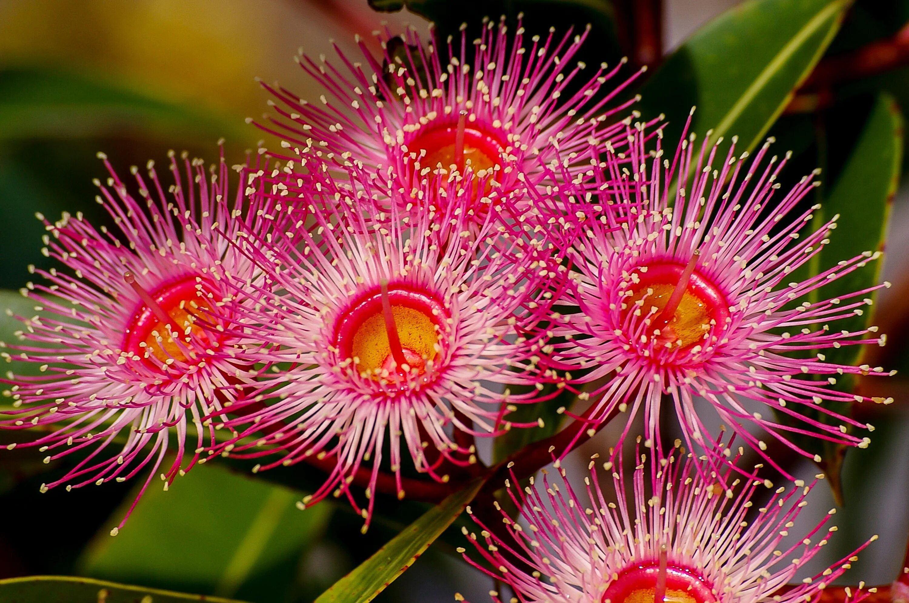 Plant color. Эвкалипт цветет Австралия. Цветы эвкалипта Австралия. Эвкалипт розовоцветковый. Цветущий эвкалипт Австралии.